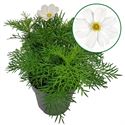 Bild von EJ Cosmos Bipinatus White